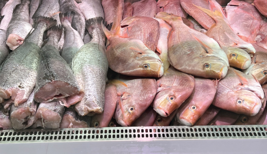 The Mediterranean Fish Centre