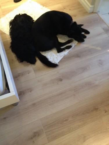 The dogs that belonged to the woman who was killed in her home.