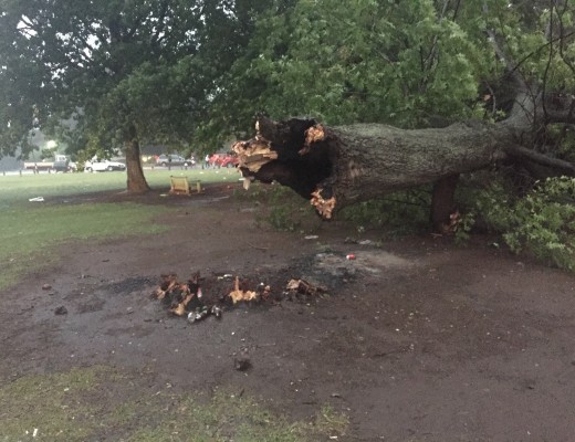 The tree that blew over at Zoo Lake during a storm on 19 December. Two people were critically injured during the incident.