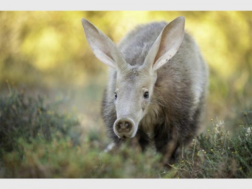 Photo: Etienne Oosthuizen An aardvark (orycteropus afer) in the Karoo.