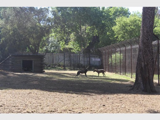 African wild dogs are capable of controlling their own inbreeding, unlike other animals.