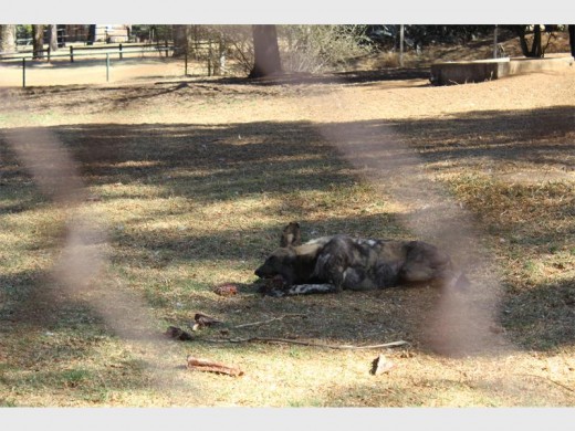 An African wild dog devours a piece of meat at the Johannesburg Zoo.