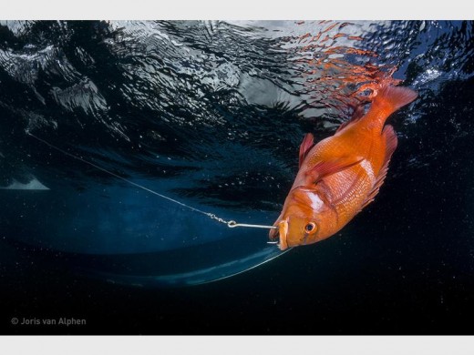 Photo: Joris van Alphen A roman caught near Cape Point.