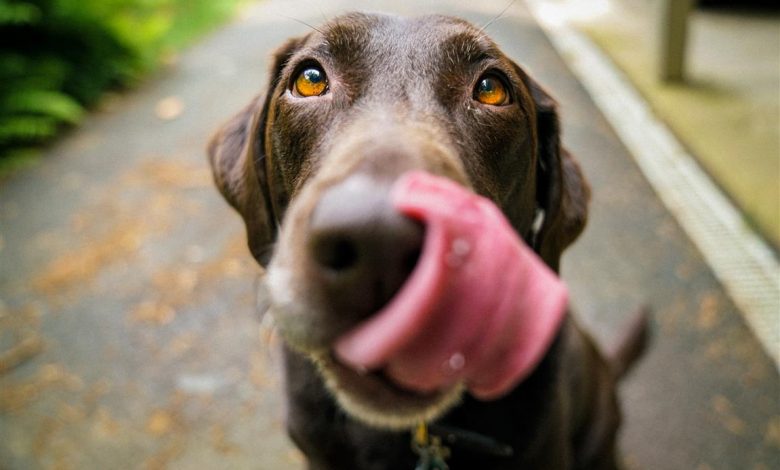 ElanaWagner-22-10-2021-Pets-DogTreats.2 (Medium)