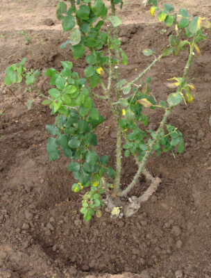 Alice Coetzee -10 -06-2022 - gardening- roses- photo 7