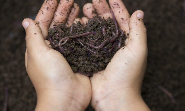 A worm farm is an excellent way for children to learn about caring for the environment. Read on to learn how to make one.