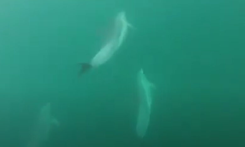 Dolphin2