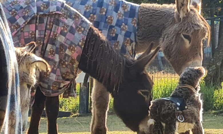 Rest ur ass donkey sanc
