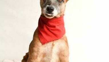 Magriza is a nine-year-old mixed breed female.