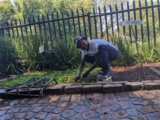 Bandile Mabalane tends to some seedlings