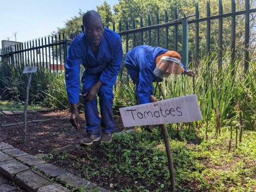Bonnyface Mchnu and Siyabonga Qonja in the tomato patch.