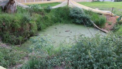 A dug up sewage pipe is in the middle of Weinberg Park