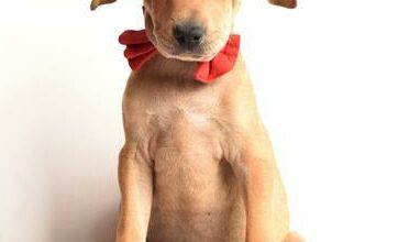 Hippo is a 10-week-old male mixed breed.