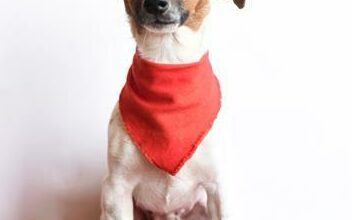 Karli is a one-year-old female Jack Russell.