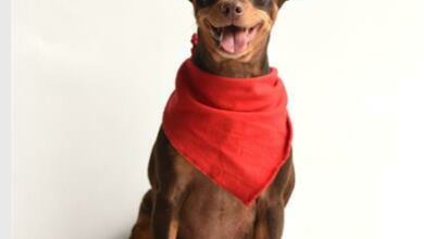Teeny is a four-year-old female miniature pinscher.
