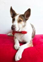 Freddie is a six-year-old male shepherd.