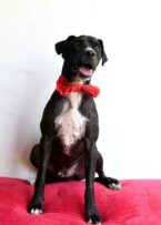 Grim is a four-year-old male Pitbull.