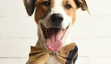 Jaime is a two-year-old male mixed breed.
