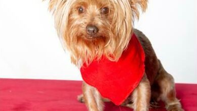 Juliet is a three-year-old female Yorkie.