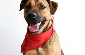 Lucy-Loo is a two-year-old female