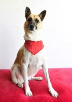 Piper is a six-year-old female mixed.