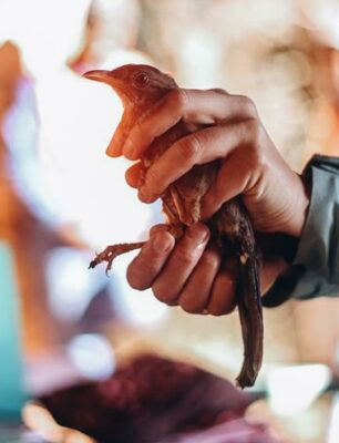 A bird about to ringed. Photo: Neo Phashe