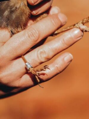 A bird with a ring on it. Photo: Neo Phashe