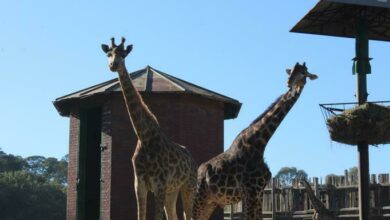 The Johannesburg Zoo has alternative water supply handy for the water maintenance.