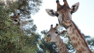 Johannesburg Zoo giraffes browse off of a tasty branch. Photo: Asanda Matlhare