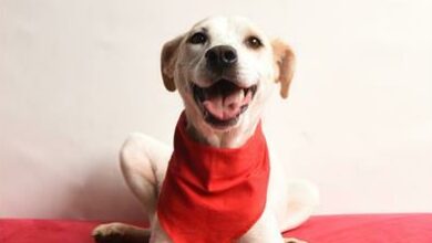 Anastasia is a two-year-old mixed female. Photo: Supplied