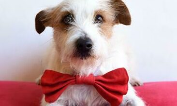 Jason is a three-year-old male terrier. Photo supplied