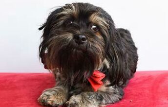 Zorro is a two-years old male Shih Tzu. Photo supplied.