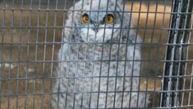 The Johannesburg Zoo's Cape eagle owlet. Photo: Asanda Matlhare