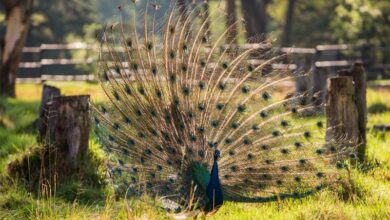 A peacock at the Johannesburg Zoo.