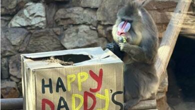 Mikael the Mandrill Baboon enjoys vegetables.
