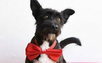 George is a two-year-old male Scotty.