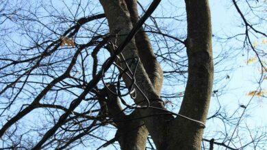 Cables tied up on the tree on City Power's temporary fix on 36 Neilson Drive. Photo: Mthulisi Lwazi Khuboni