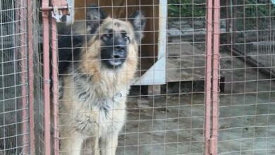 One of the dogs kept at The Wilds expresses curiosity at seeing visitors. Photo: Naidine Sibanda