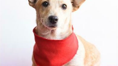 Robyn is a three-year-old female mix.