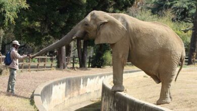 Lammie pulls a fruit with her trunk from a zoo keeper, Benjamin Koloane. Photo: Asanda Matlhare