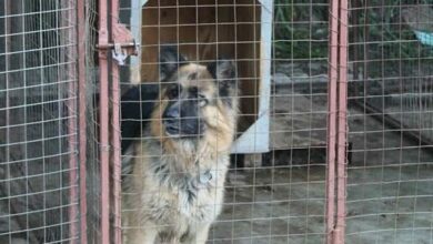 One of the four dogs kept at The Wilds as guard dogs. Photo: Naidine Sibanda