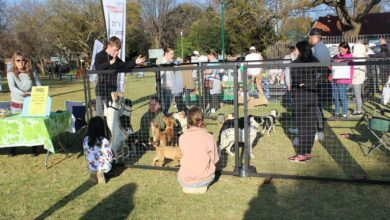 Happy Yappers adoption pulls in the crowds at the George Hay Market Day. Photo: Naidine Sibanda