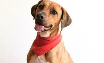 Missy is a two-year-old female Ridgeback.
