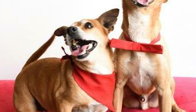 Irwin is a three-year-old mixed breed male and Ivy is a five-year-old female dachshund.