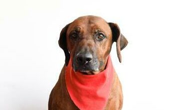 Penny is a five-year-old female ridgeback.
