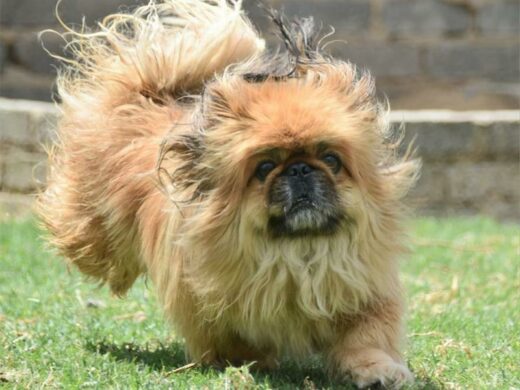 This little Pekingese is around three to four years old. He gets on well with other dogs. Kennel D2, Admin 56397.