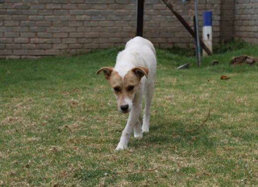 This mixed breed is very docile and calm. Gets on well with other doggies and she is around two years old. Kennel B9, Admin 56409.