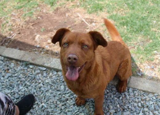 Mr Murphy is three years old. He is an awesome dog but fears big dogs so he needs small four-legged family members. He knows how to sit, stay, roll over, and even give his paw. Kennel B8, Admin 56406.