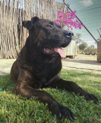 This stunning big boy loves to roll on his back and chill. He is around six to seven years old. Kennel A4, Admin 56396.