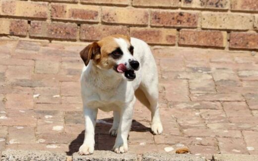 Molly is a three-year-old Jack Russell. She is sweet and gets on well with other doggies. Kennel D2, Admin 56195.